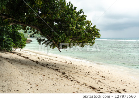 Tropical beach with overhanging tree, white sand, calm turquoise water, and cloudy sky Tropical beach with overhanging tree, white sand, calm turquoise water, and cloudy sky 127975560