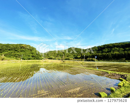 Blue sky and paddy field Blue sky and paddy field 127975628
