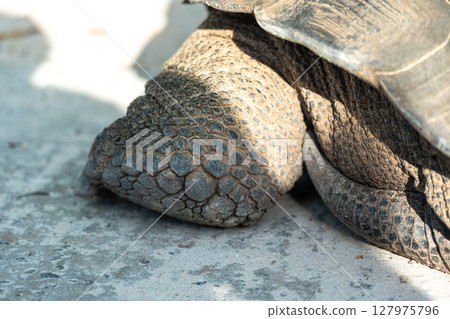 Macro view of the foot of a giant tortoise, showing rough skin, thick scales, armored surface Macro view of the foot of a giant tortoise, showing rough skin, thick scales, armored surface 127975796