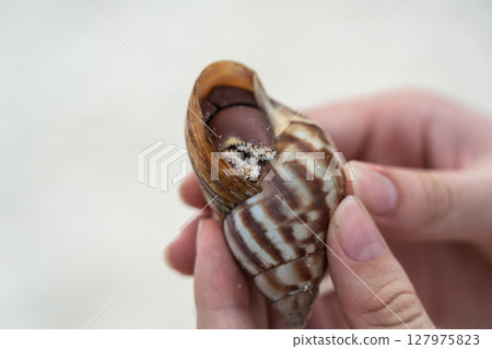 Hermit crab with pale claws and folded legs hides inside a spiral brown shell with striped surface 127975823