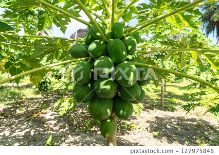 Papaya fruit tree on seychelles farm. Carica papaya ripe fruits in sunny garden, pawpaw harvest Papaya fruit tree on seychelles farm. Carica papaya ripe fruits in sunny garden, pawpaw harvest 127975848