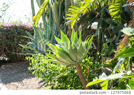 Agave attenuata with smooth curved leaves grows in a tropical garden Agave attenuata with smooth curved leaves grows in a tropical garden 127975868