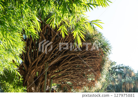 Dragon tree Dracaena draco with thick trunk and dense crown, also known as Drago Dragon tree Dracaena draco with thick trunk and dense crown, also known as Drago 127975881