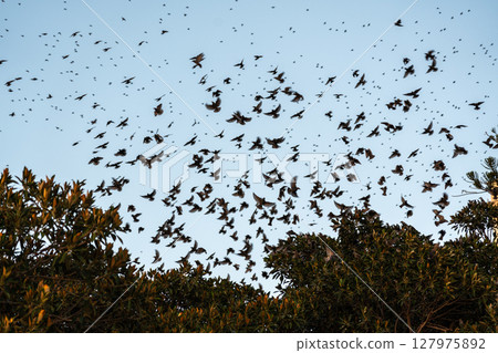Flocks of starlings wintering in Sicily circle above the trees 127975892