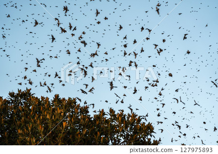Flocks of starlings wintering in Sicily circle above the trees 127975893