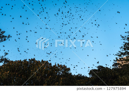 Flocks of starlings wintering in Sicily circle above the trees 127975894