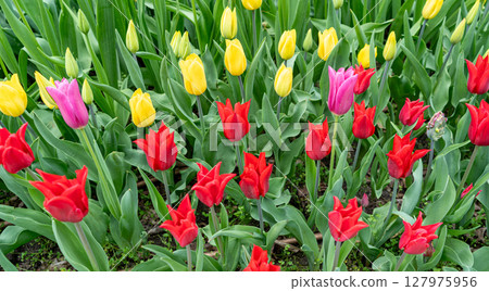 Tulip flowers in garden. Bloom tulips in park on flower bed, April bouquet, blooming tulipa Tulip flowers in garden. Bloom tulips in park on flower bed, April bouquet, blooming tulipa 127975956