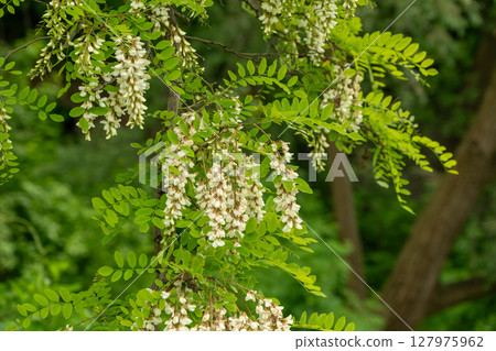 White Acacia Flowers, Blooming Robinia Pseudoacacia, False Acacia or Black Locust 127975962