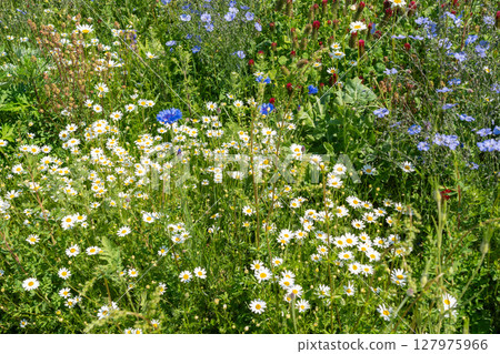 Wild flowers field. Wild flowers on spring meadow with blue flax, crimson clover, red poppy 127975966