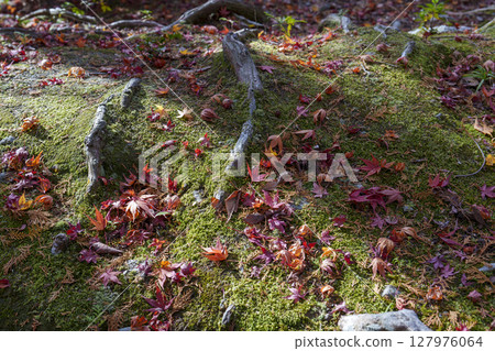 秋葉和樹根為苔蘚增添色彩 秋葉和樹根為苔蘚增添色彩 127976064
