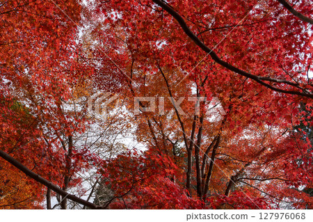 Looking up, a vibrant autumn forest enveloped in a ceiling of autumn leaves 127976068
