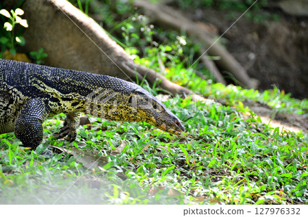The Common Water Monitor, Varanus salvator is found in Southeast Asia. including India and Sri Lanka In Thailand, it can be found in every region. 127976332
