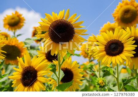 Sunflowers shining against the blue sky | A lively flower scene that gives a feeling of summer Sunflowers shining against the blue sky | A lively flower scene that gives a feeling of summer 127976380