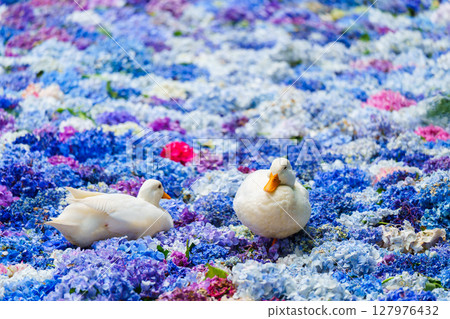 Hydrangeas and ducks floating in a Chinese water dish 127976432