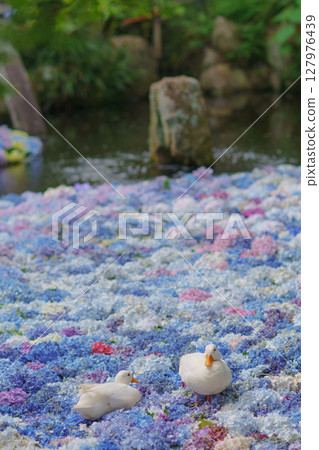 Hydrangeas and ducks floating in a Chinese water dish 127976439