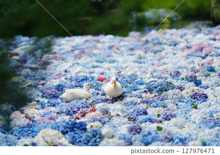 Hydrangeas and ducks floating in a Chinese water dish 127976471