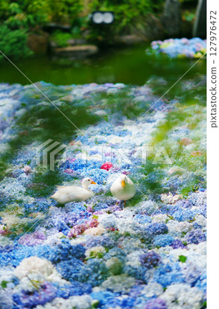 Hydrangeas and ducks floating in a Chinese water dish Hydrangeas and ducks floating in a Chinese water dish 127976472