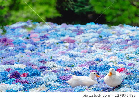 繡球花和鴨子漂浮在中國水盤中 127976483