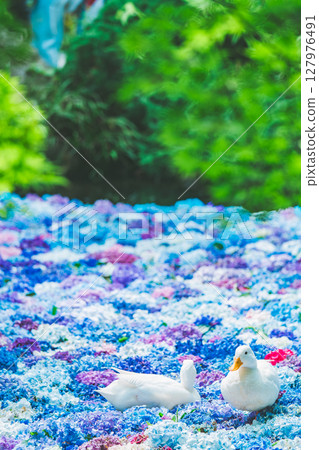 繡球花和鴨子漂浮在中國水盤中 127976491