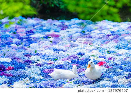 Hydrangeas and ducks floating in a Chinese water dish Hydrangeas and ducks floating in a Chinese water dish 127976497