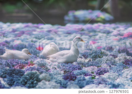 Hydrangeas and ducks floating in a Chinese water dish 127976501