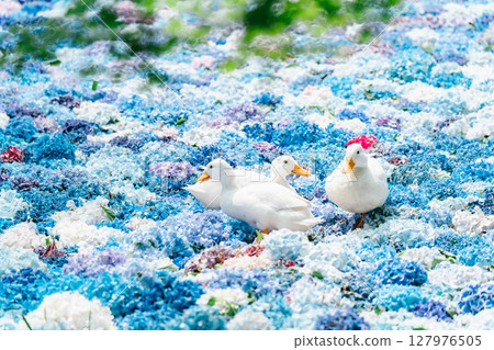Hydrangeas and ducks floating in a Chinese water dish 127976505
