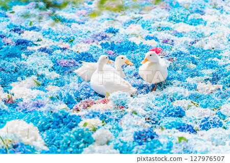 Hydrangeas and ducks floating in a Chinese water dish 127976507
