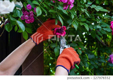 A person wearing bright orange gloves is pruning a vibrant pink rose with garden shears amid lush green foliage A person wearing bright orange gloves is pruning a vibrant pink rose with garden shears amid lush green foliage 127976552