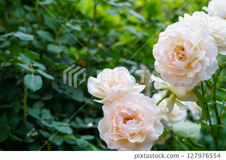 Soft cream-colored roses bloom gracefully against a rich green leafy background in a peaceful garden setting 127976554
