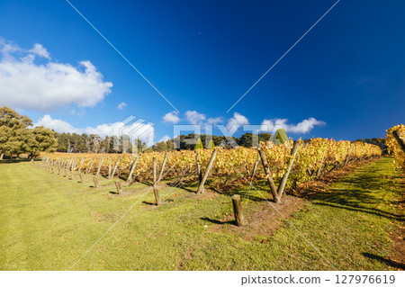 Mornington Peninsula Vines in Australia 127976619