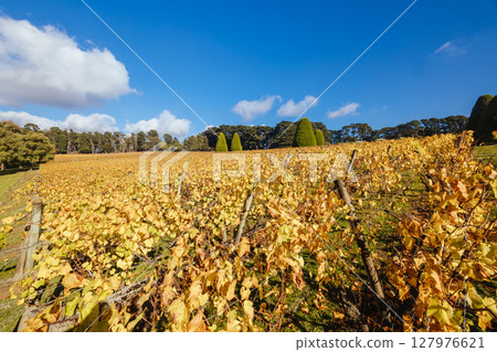 Mornington Peninsula Vines in Australia 127976621