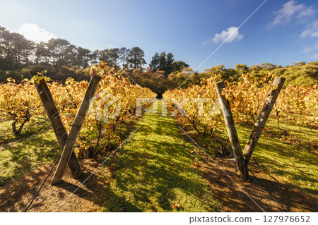 Mornington Peninsula Vines in Australia 127976652