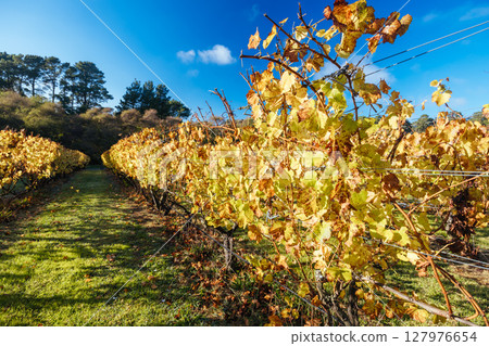 Mornington Peninsula Vines in Australia 127976654