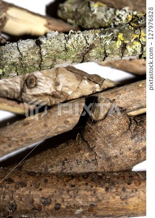 Small natural fallen tree twigs sticks and branches on a white background Small natural fallen tree twigs sticks and branches on a white background 127976828