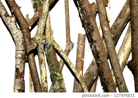 Small natural fallen tree twigs sticks and branches on a white background Small natural fallen tree twigs sticks and branches on a white background 127976831