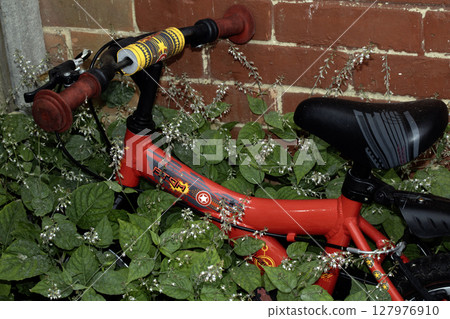 discarded abandoned childrens kids little bike being overgrown by weeds discarded abandoned childrens kids little bike being overgrown by weeds 127976910