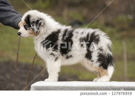 Blue merle aussie border collie puppy standing on table. Puppy training for dog show. 127976959