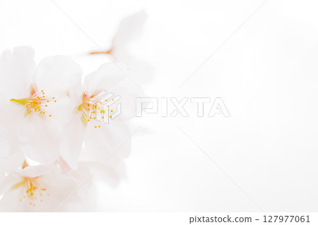 Cherry blossoms/spring image 127977061