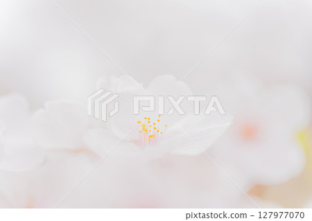 櫻花/春天的形象 127977070