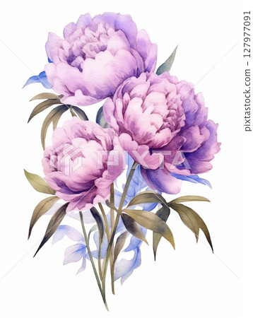 peonies on white background. Wallpaper with isolated flowers. Holiday background for design 127977091