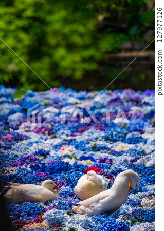 2025年6月水生植物和鴨子 127977126