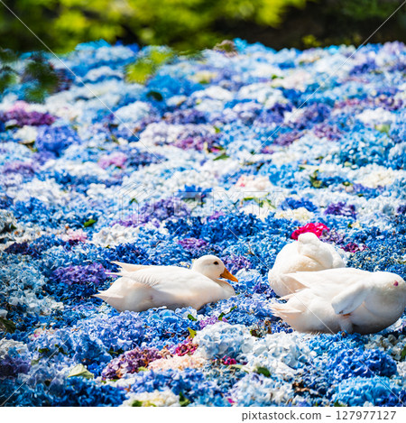 2025年6月水生植物和鴨子 2025年6月水生植物和鴨子 127977127