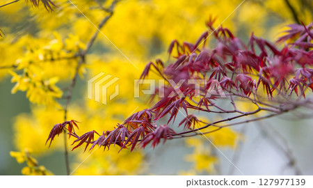 Red leavess of Japanese maple on yeellow forsythia blossoms background Red leavess of Japanese maple on yeellow forsythia blossoms background 127977139