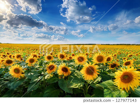 夏日風景,向日葵田和藍天 夏日風景,向日葵田和藍天 127977143