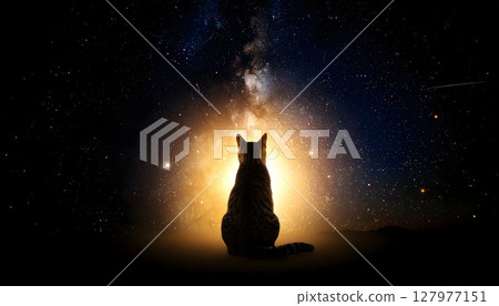 Scene of a cat gazing at the light 127977151