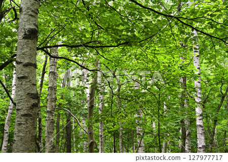 Fresh green 127977717