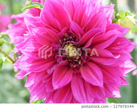 牡丹色的大麗花 127978144