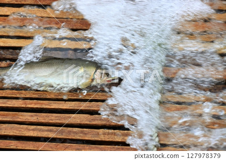 Nakagawa River Tourist Fishing Yard: Wild Ayu Fishing Yard: Traditional Ayu Fishing Method 127978379