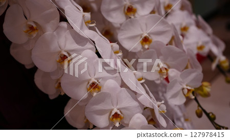 白色蝴蝶蘭為 Garara Terrace 北綾瀨的盛大開幕增添一抹魅力 127978415