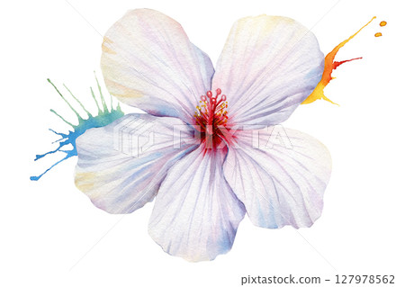 White hibiscus flower with colorful watercolor splashes tropical bloom clipart for summer wedding invitations fabric prints White hibiscus flower with colorful watercolor splashes tropical bloom clipart for summer wedding invitations fabric prints 127978562